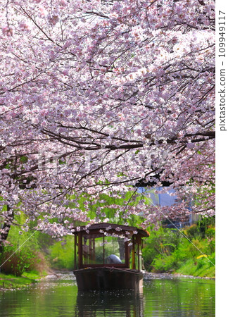 [Kyoto Prefecture] Fushimi Jukkokubune in fine weather and cherry blossoms in full bloom 109949117