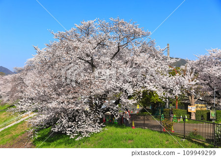 [京都府]櫻花盛開的瀨破麗亭櫻花節 109949299