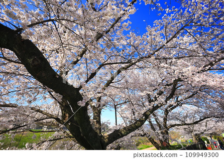 [京都府]櫻花盛開的瀨破麗亭櫻花節 109949300