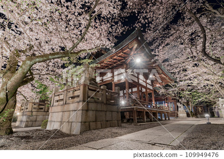 Tenson Shrine Cherry blossoms in full bloom and Maiden illuminated 109949476