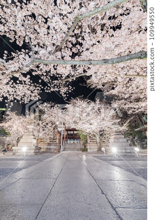 Tenson Shrine illumination of cherry blossoms in full bloom 109949550