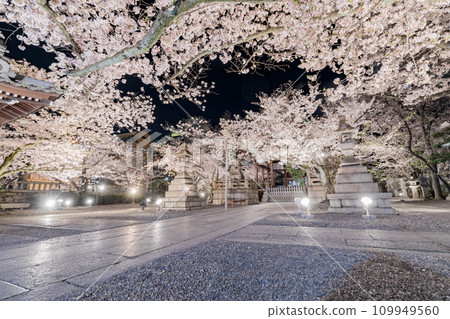 Tenson Shrine illumination of cherry blossoms in full bloom Tenson Shrine illumination of cherry blossoms in full bloom 109949560