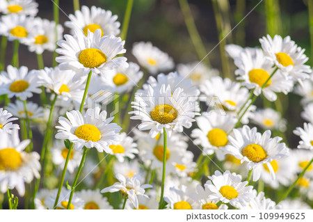 Wild daisy flowers growing on meadow, white chamomiles on green grass background. Wild daisy flowers growing on meadow, white chamomiles on green grass background. 109949625