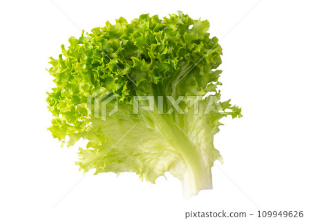 Cose up organic letucce salad leaf, green hydroponic vegetable isolated on white background Cose up organic letucce salad leaf, green hydroponic vegetable isolated on white background 109949626