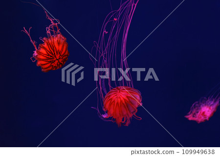 Fluorescent jellyfish swimming underwater aquarium pool with red neon light. 109949638