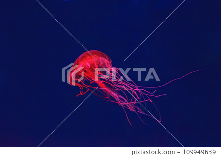 Fluorescent jellyfish swimming underwater aquarium pool with red neon light. 109949639
