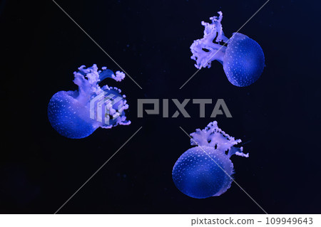 Fluorescent spotted australian jellyfish swim underwater aquarium pool wtih blue neon light 109949643
