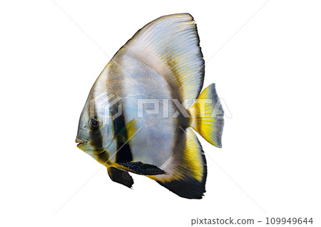 Beautiful fish Platax teira, Longfin Batfish isolated on white background Beautiful fish Platax teira, Longfin Batfish isolated on white background 109949644