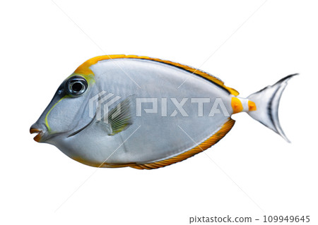 Naso Lituratus Acanthuridae tropical fish, Orangespine unicornfish isolated on white background 109949645