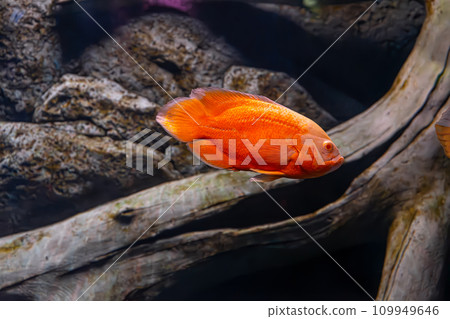 Bright orange Oscar fish, Astronotus ocellatus swimming in aquarium 109949646
