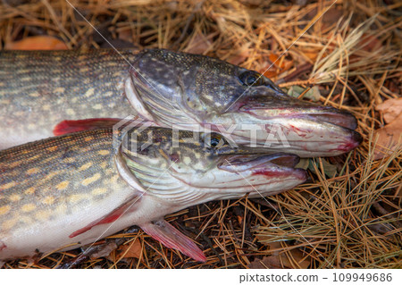 Freshwater pike fish. Two freshwater pike fish on yellow leaves at autumn time.. 109949686