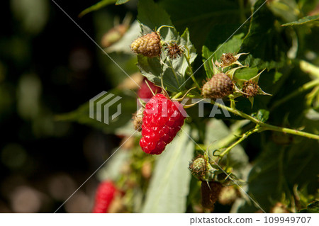 Ripe and unripe raspberry in the fruit garden. Growing natural bush of raspberry. Branch of raspberry in sunlight. 109949707