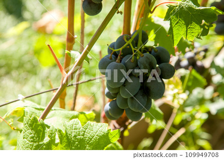 Bunch of pink grapes with big berries in the garden 109949708
