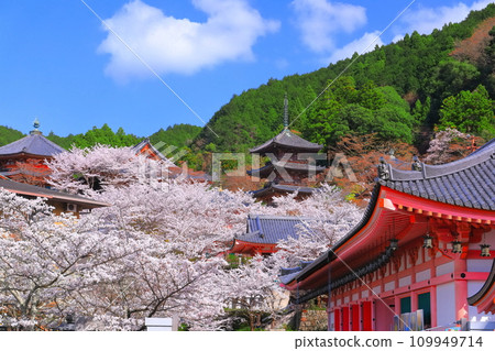 [奈良縣]櫻花盛開的坪坂寺（櫻花大佛） 109949714