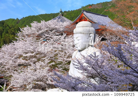 [Nara Prefecture] Tsubosaka Temple (Sakura Daibutsu) with cherry blossoms in full bloom 109949725