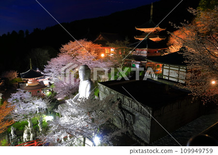 [Nara Prefecture] Night view of Tsubosaka Temple with cherry blossoms in full bloom (Sakura Daibutsu) 109949759