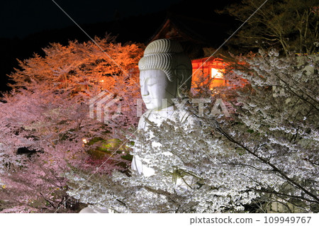 [Nara Prefecture] Night view of Tsubosaka Temple with cherry blossoms in full bloom (Sakura Daibutsu) 109949767