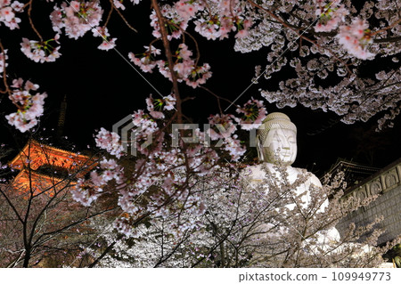 [Nara Prefecture] Night view of Tsubosaka Temple with cherry blossoms in full bloom (Sakura Daibutsu) 109949773