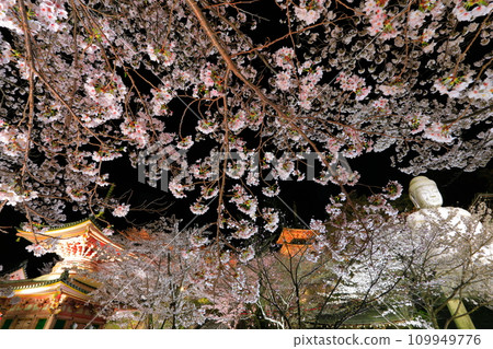 [Nara Prefecture] Night view of Tsubosaka Temple with cherry blossoms in full bloom (Sakura Daibutsu) 109949776