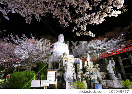 [Nara Prefecture] Night view of Tsubosaka Temple with cherry blossoms in full bloom (Sakura Daibutsu) 109949777