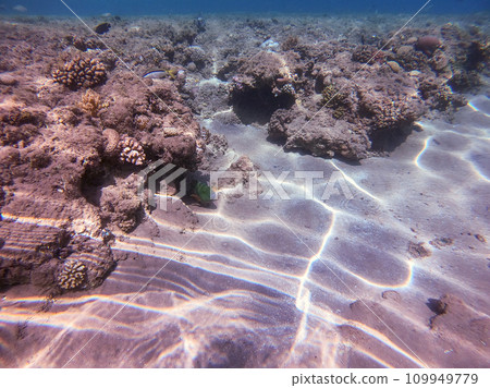 Big Broomtail wrasse (Cheilinus lunulatus) at coral reef.. 109949779