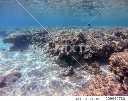 Underwater life of reef with corals and tropical fish. Coral Reef at the Red Sea, Egypt. Underwater life of reef with corals and tropical fish. Coral Reef at the Red Sea, Egypt. 109949780