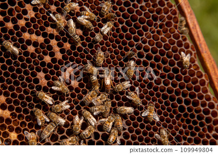Queen bee in centre. Honeybees in nest around queen bee. . 109949804