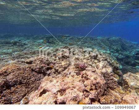 Underwater life of reef with corals and tropical fish. Coral Reef at the Red Sea, Egypt. 109949867
