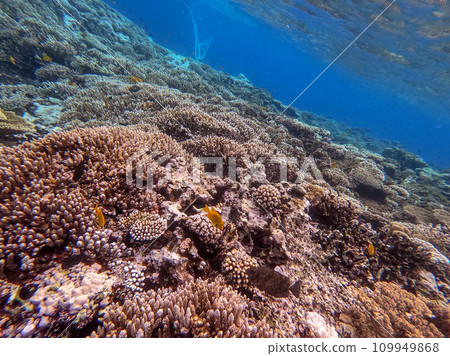 Underwater life of reef with corals and tropical fish. Coral Reef at the Red Sea, Egypt. Underwater life of reef with corals and tropical fish. Coral Reef at the Red Sea, Egypt. 109949868