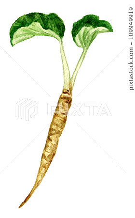 香牛蒡手繪水彩插畫 109949919