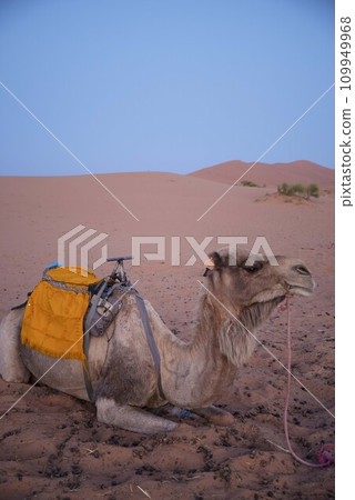 Camel in the Sahara 109949968
