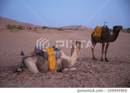 Camel in the Sahara 109949969