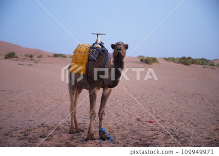 Camel in the Sahara 109949971