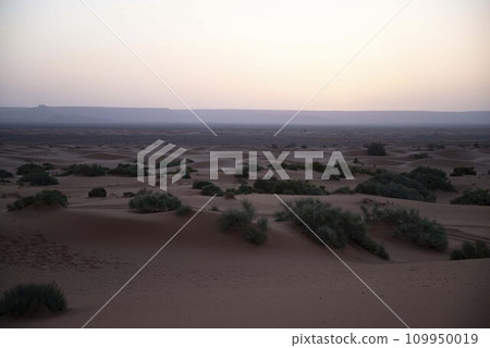 Sahara Desert 109950019