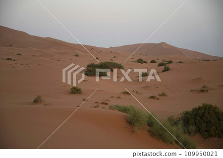Sahara Desert 109950021