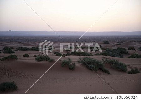 Sahara Desert 109950024