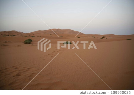 Sahara Desert 109950025
