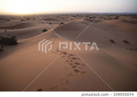 Sahara Desert 109950054