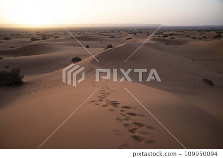 Sahara Desert 109950094