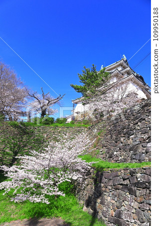 【和歌山縣】晴天櫻花盛開的和歌山城 109950188