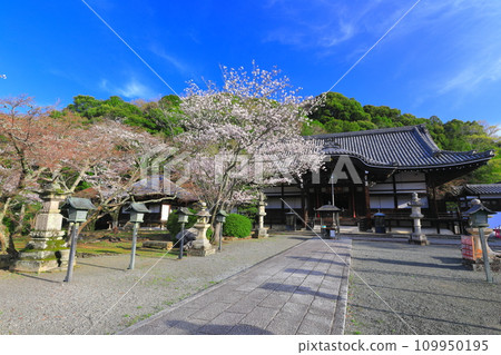 [和歌山縣]櫻花盛開的根吾郎寺（光明殿） 109950195