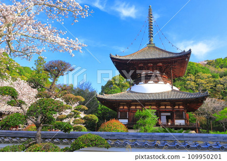 [和歌山縣]櫻花盛開的根吾郎寺大東（多寶東） 109950201