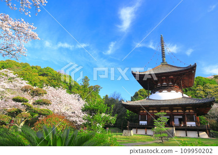 [和歌山縣]櫻花盛開的根吾郎寺大東（多寶東） 109950202