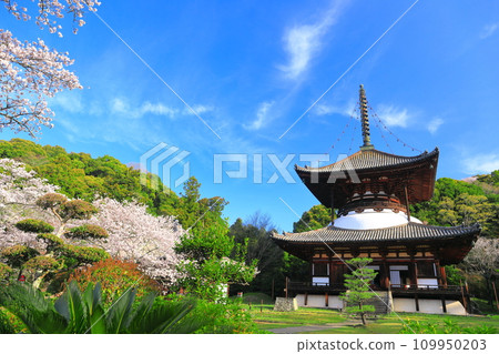 [和歌山縣]櫻花盛開的根吾郎寺大東（多寶東） 109950203