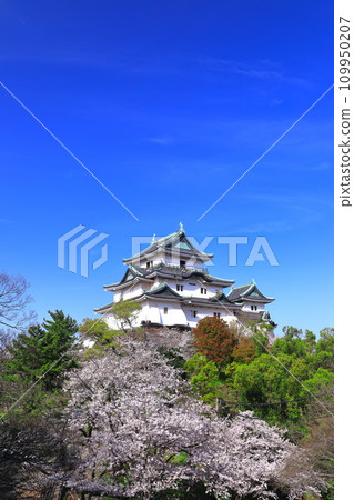 [Wakayama Prefecture] Wakayama Castle in sunny weather and cherry blossoms in full bloom 109950207