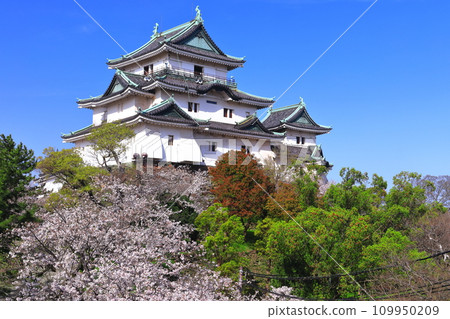 [Wakayama Prefecture] Wakayama Castle in sunny weather and cherry blossoms in full bloom 109950209
