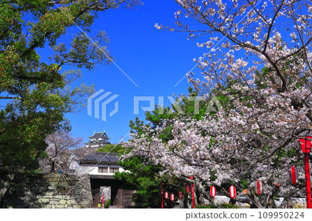 [和歌山縣]晴天櫻花盛開的和歌山城（天守閣和岡口門） 109950224
