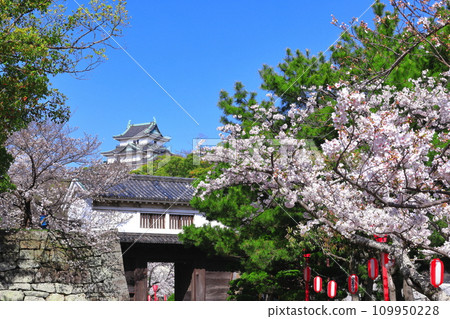 [Wakayama Prefecture] Wakayama Castle in sunny weather and cherry blossoms in full bloom (castle tower and Okaguchi gate) 109950228