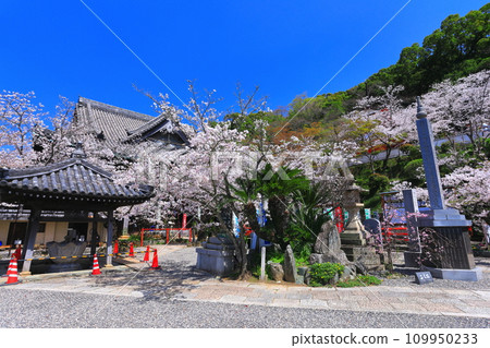 [Wakayama Prefecture] Cherry blossoms in full bloom and Kimiidera (main hall) 109950233