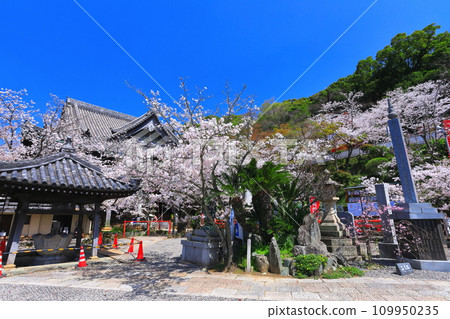 [Wakayama Prefecture] Cherry blossoms in full bloom and Kimiidera (main hall) 109950235